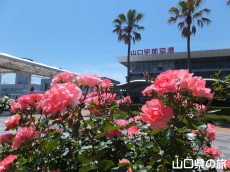 山口宇部空港のバラ園