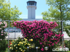 山口宇部空港のバラ園