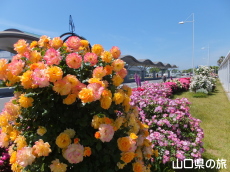 山口宇部空港のバラ園