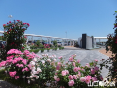 山口宇部空港のバラ園