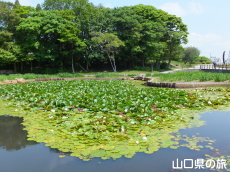 ときわ公園のスイレン