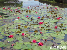 ときわ公園のスイレン