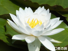 ときわ公園のスイレン