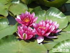 ときわ公園のスイレン