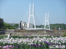 花菖蒲と白鳥大橋