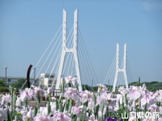 花菖蒲と白鳥大橋