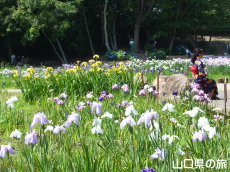 ときわ公園のしょうぶ苑