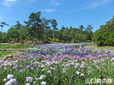 ときわ公園のしょうぶ苑