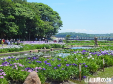 ときわ公園のしょうぶ苑