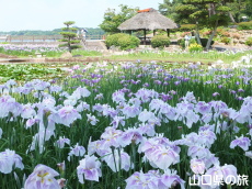 ときわ公園のしょうぶ苑