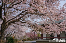 �畧���̍�