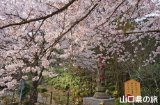 �畧���̍�