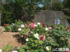 �畧���̉��O