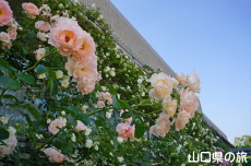 Ƃ~[WÃo