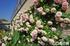 Ƃ~[WÃo