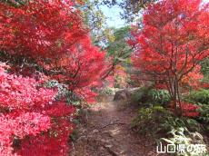 霜降山のドウダンツツジ紅葉