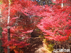 霜降山のドウダンツツジ紅葉