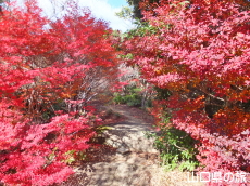 霜降山のドウダンツツジ紅葉