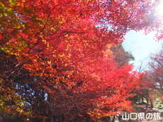 霜降山のドウダンツツジ紅葉