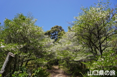 霜降山のドウダンツツジ