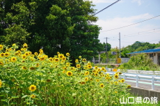 JR�۔��w�O�̂Ђ܂��