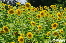 JR�۔��w�O�̂Ђ܂��