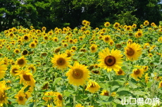 JR�۔��w�O�̂Ђ܂��