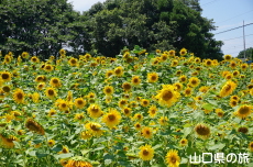 JR�۔��w�O�̂Ђ܂��