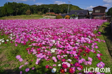 �����ӂꂠ���Z���^�[�̃R�X���X