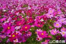 �����ӂꂠ���Z���^�[�̃R�X���X