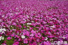 �����ӂꂠ���Z���^�[�̃R�X���X