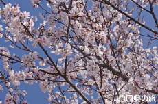 ���Ð��_�Ђ̒W�n��