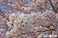 �a�����̍�