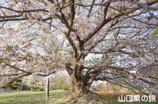 �a�����̍�