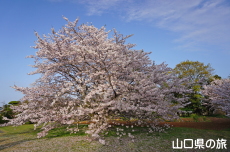 �a�����̍�