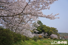 �{�������{�̍�