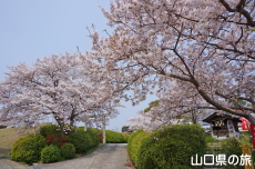 �{�������{�̍�