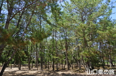 �g��P�l(�͂��肪�͂�)