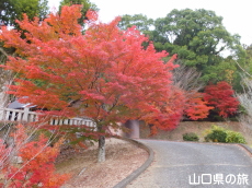 ���������{�̍g�t