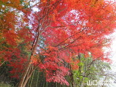 ���������{�̍g�t