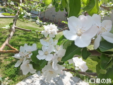 ニュートンのりんごの木の花