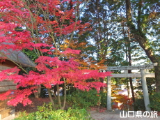 宮尾八幡宮の紅葉