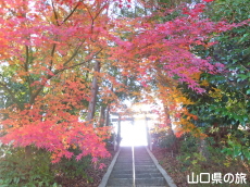 宮尾八幡宮の紅葉