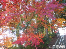 宮尾八幡宮の紅葉