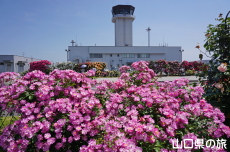 宇部空港のバラ園2023