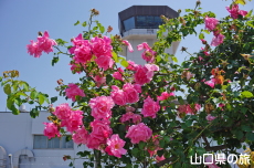 宇部空港のバラ園2023