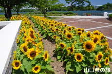 ときわ公園のひまわり