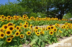 ときわ公園のひまわり