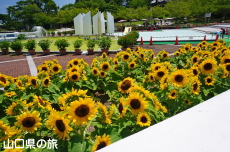 ときわ公園のひまわり