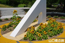 ときわ公園のひまわり